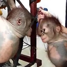 Bebek orangutanların ilk kez tanışma anı