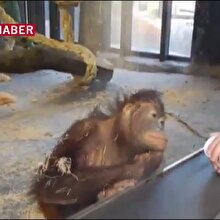 Gülme krizine giren orangutan
