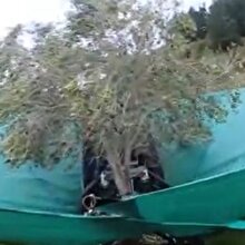 Tam otomatik zeytin toplama makinesı!