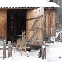 Yavru geyiğin aileyle sevimli muhabbeti