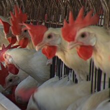 Türkiye'yi yeniden endişelendiren kuş gribinden korunmanın yolları