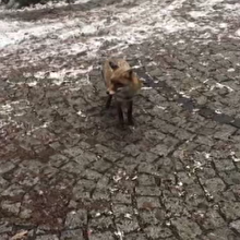 İstanbul'da karda aç kalan tilki vatandaşın arasına indi