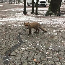 Bu sefer Anadolu'da değil İstanbul'da: Aç kalan tilkiler şehre indi