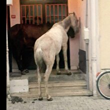 Büyükada’da terk edilen atlar soğuktan apartman boşluklarına sığındı