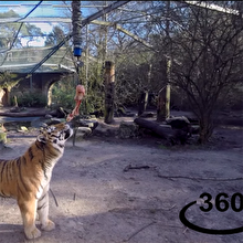 Kaplanın yemeğine 360 derece video ile bakış