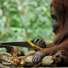 Ormancılara taş çıkaracak yetenekli orangutandan testere şovu