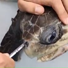 Kaplumbağanın başına gelenleri gördükten sonra insanlığınızdan utanacaksınız