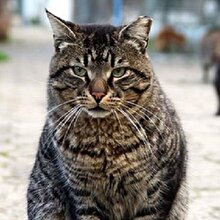 Fas parlamentosunun genişletilmesine 'kedi' engeli