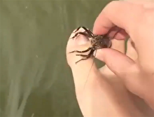 Ayak parmaklarıyla balık yakalama