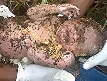 Annesinin canlı canlı gömdüğü bebeği, işçiler buldu