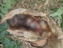 Şemdinli’de yeni doğmuş erkek bebek cesedi bulundu