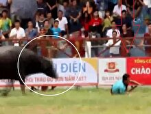 Boğa sahibini böyle öldürdü!