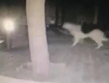 Depremden 4 dakika öncesi: Bodrum'da şok eden görüntü!
