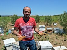 Manisa'da esrarengiz olay: 3 milyon arı telef oldu