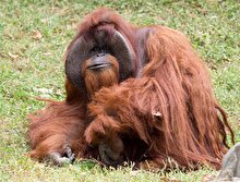 İşaret dilini kullanabilen orangutan Chantek hayatını kaybetti