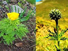 150 yıldır bulunamayan endemik türe Giresun ve Gümüşhane’de rastlandı