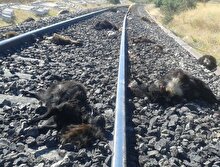 Elazığ'da korkunç olay: Tren, keçi sürüsüne çarptı