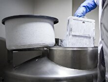 Fareler üzerinde yapılan deneye göre yaşlı kalpleri gençleştirmek mümkün