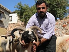 Dört boynuzlu koyun görenleri hayrete düşürüyor