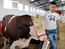 Pazarın en büyüğü 'Gaddar', tam 16 bin 250 liraya satıldı!