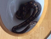 5 yaşındaki çocuk evin tuvaletinde piton buldu