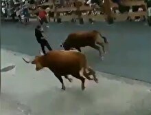 Şanslı adam 6 boğadan böyle kurtuldu