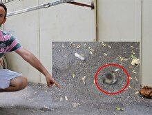 Mahalleli panik içinde: Kafası kesilen yavru kedi emniyeti harekete geçirdi