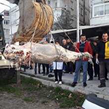 150 kiloluk dev orkinos kıyıya vurdu