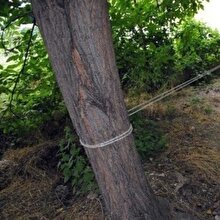 İzlenme rekorları kırmak için öz kardeşini ağaca bağlayıp işkence etti
