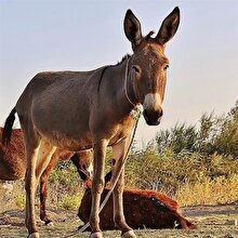 Nijerya'da eşeklerin değeri arttı