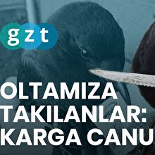 Sosyal medya fenomeni, sabıkalı, postacıları canından bezdiren karga Canuck’ın hikayesi