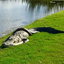 Golf sahasında piton ve timsahın savaşı şoke etti!