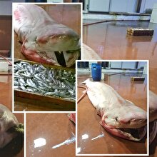 Balıkçıların ağına 4 metrelik 'canavar' takıldı