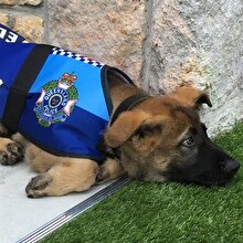 Köpeği ısıran adam tutuklandı