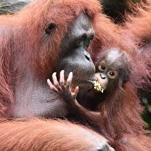 Nesli tükenme tehlikesindeki orangutanı tüfekle 130 yerinden vurdular