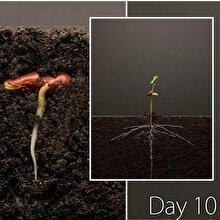 Fasulyenin Time Lapse olarak 25 günlük büyüme anı