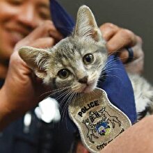 ABD’de Donut adlı kedi, polis olarak işe alındı