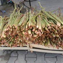 Birçok hastalığa iyi gelen yayla muzunun kilosu 3 TL'den tezgahtaki yerini aldı