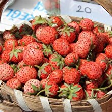 Osmanlı çileğinin kilosu 30 TL