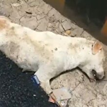 Böyle vicdansızlık görülmedi: Yolda uyuyan köpeğin üzerine asfalt döküldü