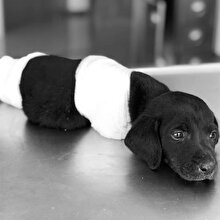 Yavru köpeğin ayaklarının kesilmesine neden olan kepçe operatörü gözaltına alındı
