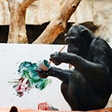 Şempanze ressamın eserleri açık arttırmaya çıkacak