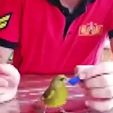 Susayan kuş için seferber oldular