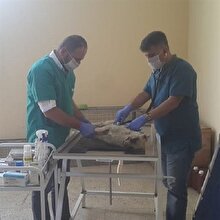İnsan suretindeki canavarların gözlerini oyduğu köpek yaşama tutunamadı