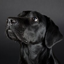 Suç örgütü, polis köpeğinin başına 70 bin dolar para ödülü koydu: Köpeğin görev yeri değişti