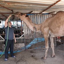 Bu devenin fiyatı dudak uçuklatıyor