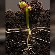 Barbunyanın 25 günlük çiçeklenme serüveni