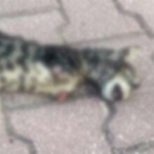 Adana'da ayakları kesilerek öldürülmüş yavru kedi bulundu