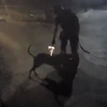 K9 köpeğine saldıran pitbull silahla vuruluyor