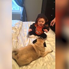 Evin bebeğini eğlendiren pug cinsi köpekler